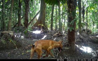Camera Traps - February 2024
