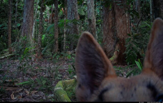 Camera Traps - February 2024