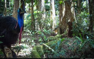 Camera Traps - February 2024