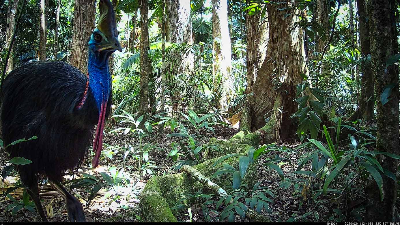 Camera Traps - February 2024