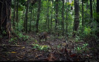 Camera Traps - February 2024