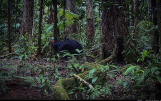 Camera Traps - March 2024