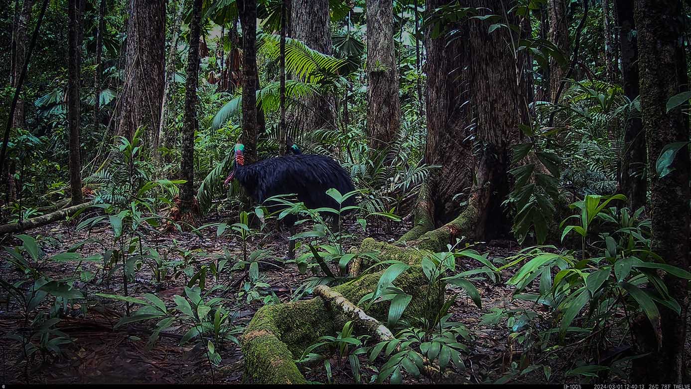 Camera Traps - March 2024