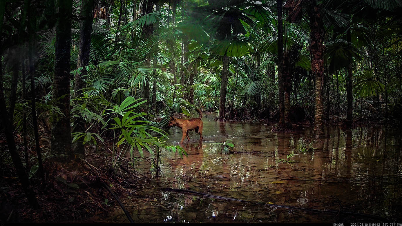 Camera Traps - March 2024