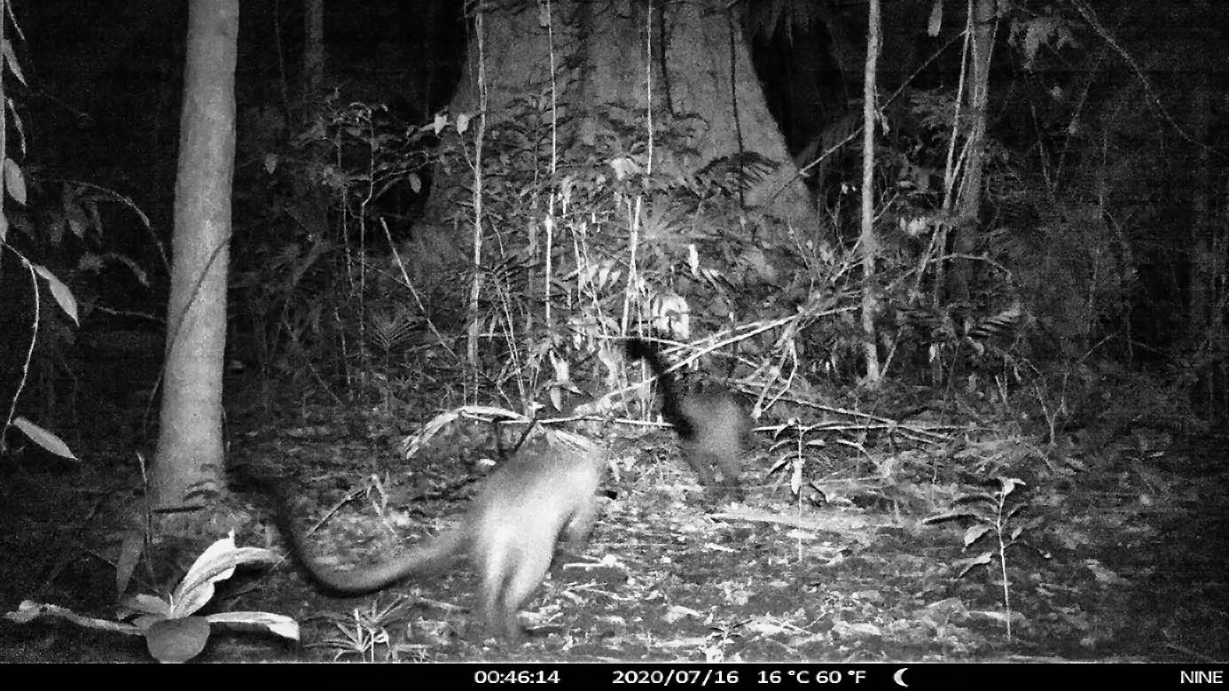 Bennetts Tree Kangaroos