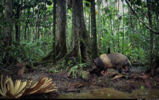 Camera Traps - March 2024