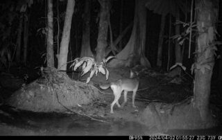 Camera Traps - April 2024