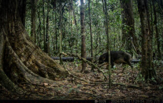 Camera Traps - April 2024