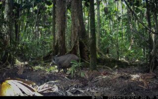 Camera Traps - April 2024