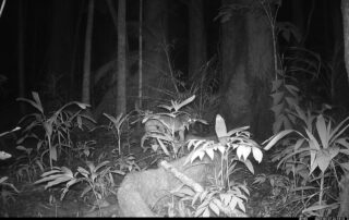 Camera Traps - April 2024