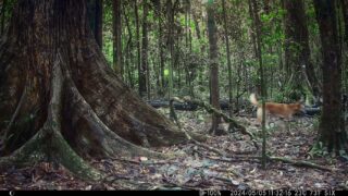 Camera Traps - May 2024