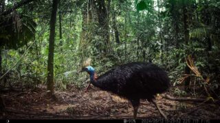 Camera Traps - May 2024