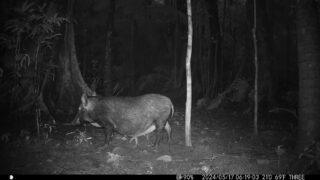 Camera Traps - May 2024