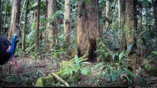 Camera Traps - June 2024