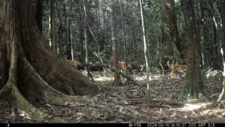 Camera Traps - June 2024