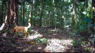 Camera Traps - June 2024