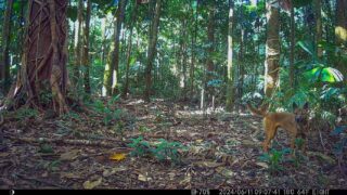 Camera Traps - June 2024