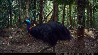 Camera Traps - June 2024