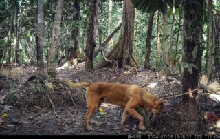 Camera Traps - July 2024