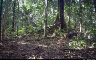 Camera Traps - July 2024