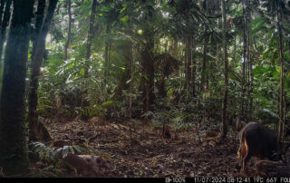 Camera Traps - July 2024