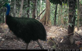 Camera Traps - July 2024