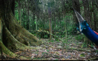 Camera Traps - July 2024