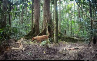 Camera Traps - July 2024