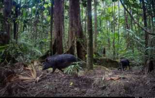 Camera Traps - July 2024