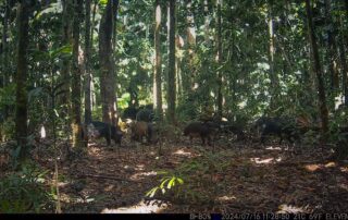 Daintree Rainforest Camera Traps - 2024