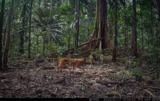Camera Traps - July 2024