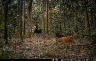 Daintree Rainforest Camera Traps - 2024
