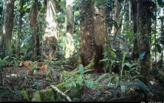 Camera Traps - July 2024