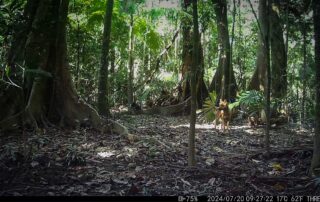 Camera Traps - July 2024