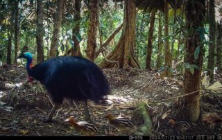 Camera Traps - July 2024