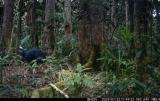 Camera Traps - July 2024
