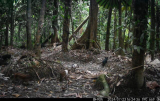 Camera Traps - July 2024