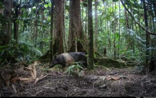 Camera Traps - July 2024