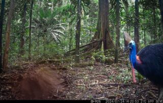 Camera Traps - July 2024