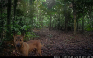 Camera Traps - July 2024