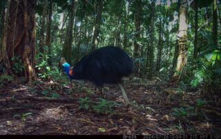 Camera Traps - July 2024