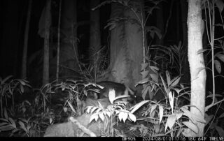 Camera Traps - August 2024