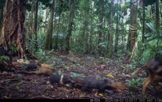 Camera Traps - August 2024