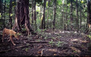 Camera Traps - August 2024