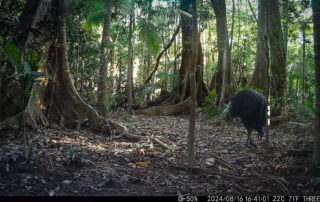 Camera Traps - August 2024