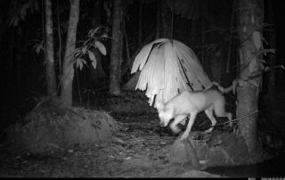 Camera Traps - August 2024