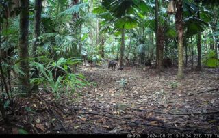 Camera Traps - August 2024