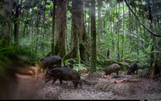 Camera Traps - August 2024
