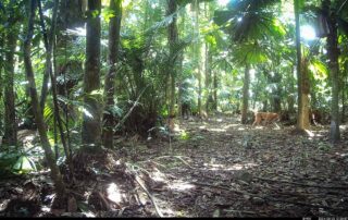 Camera Traps - August 2024