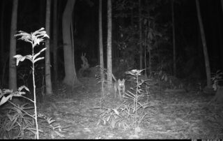 Camera Traps - August 2024
